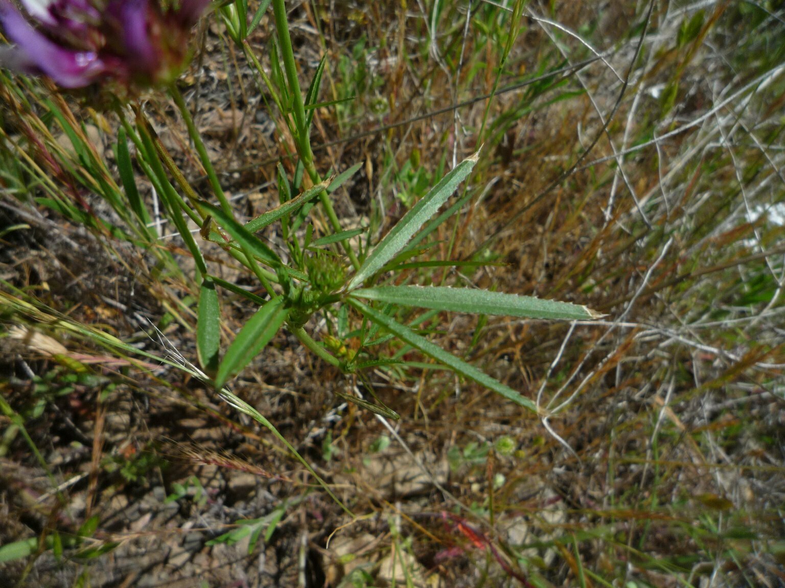 High Resolution Trifolium willdenovii Leaf